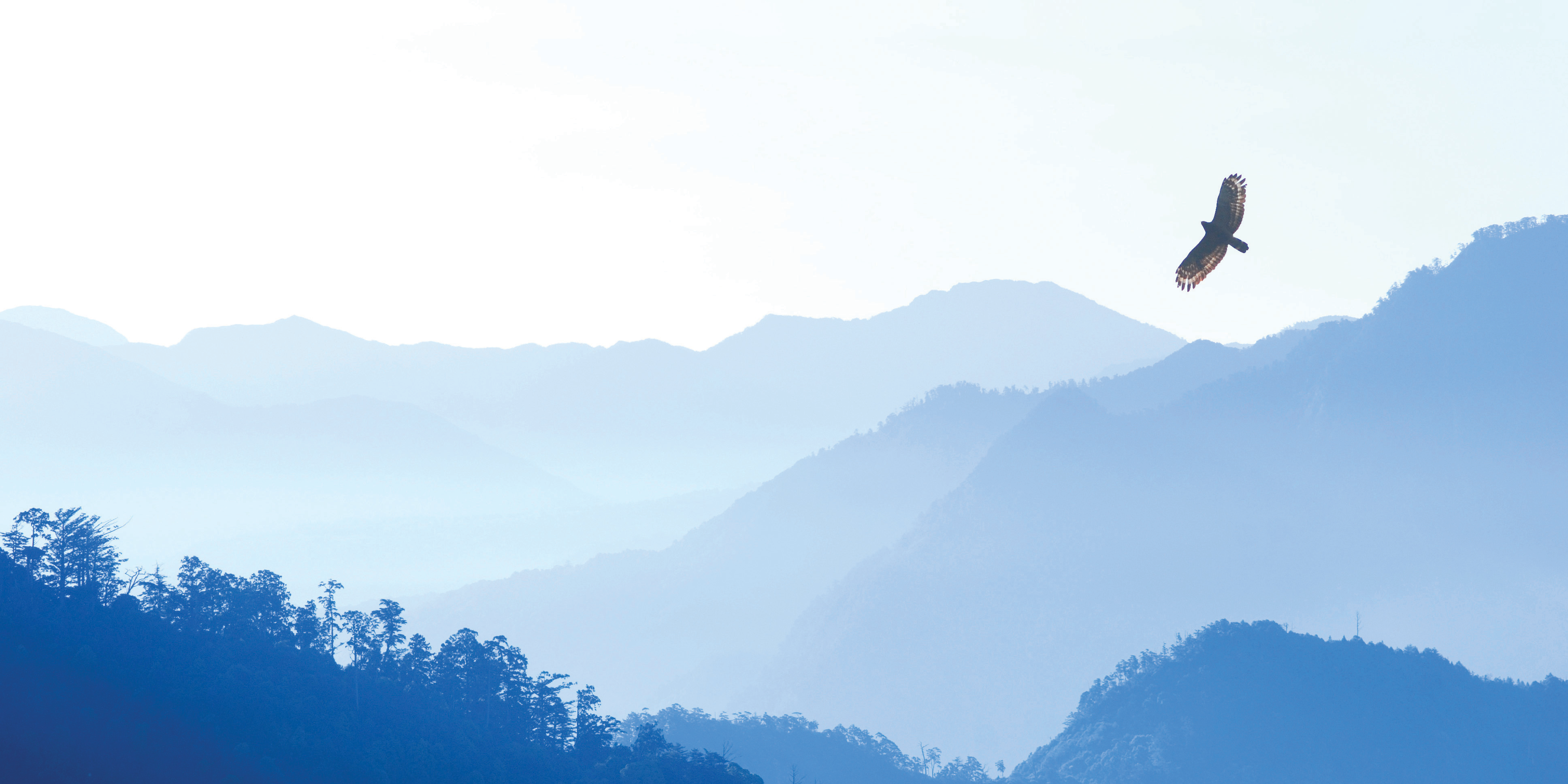 Bird soaring over mountains