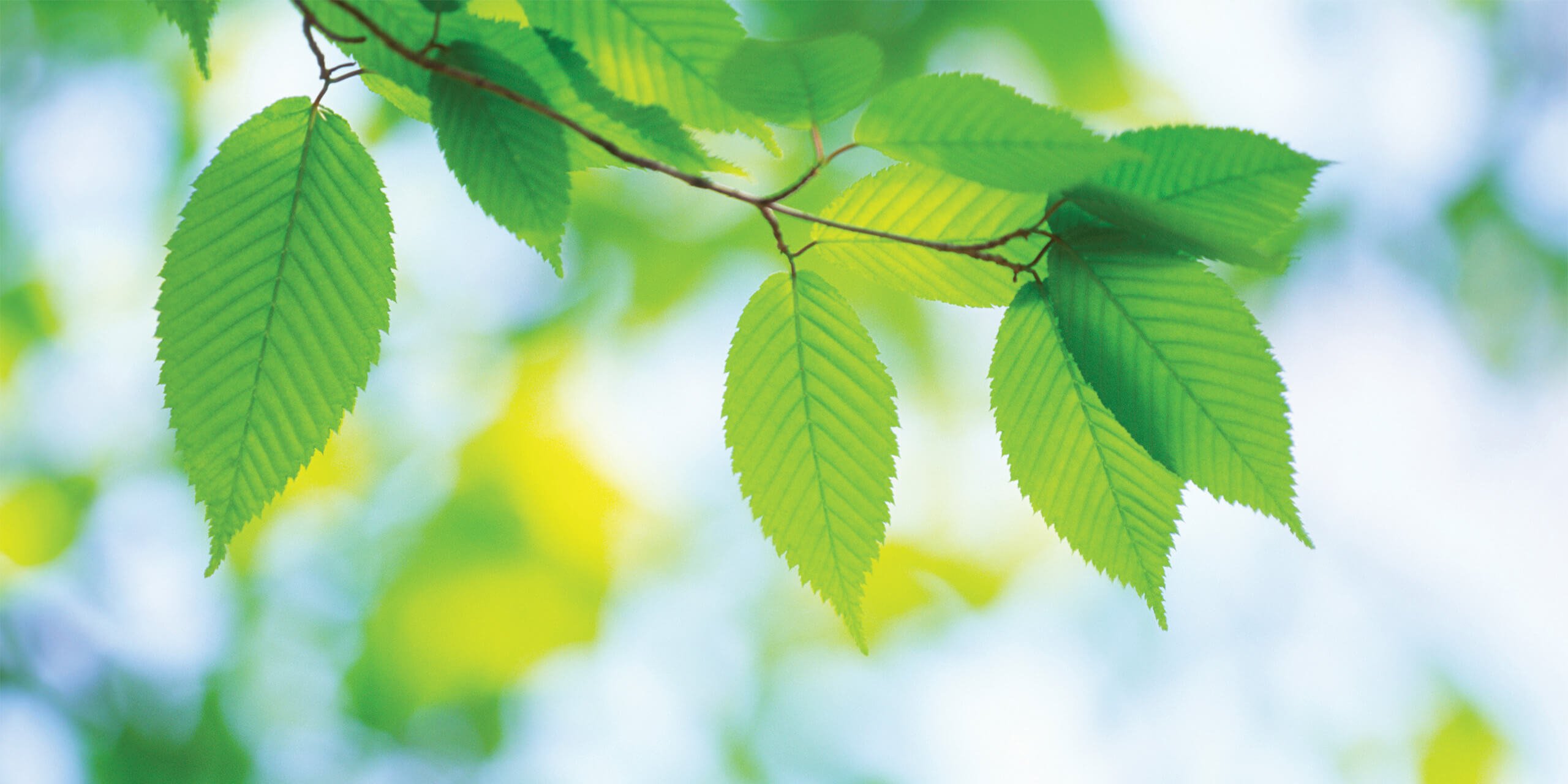 Closeup of new leaves on a tree in spring