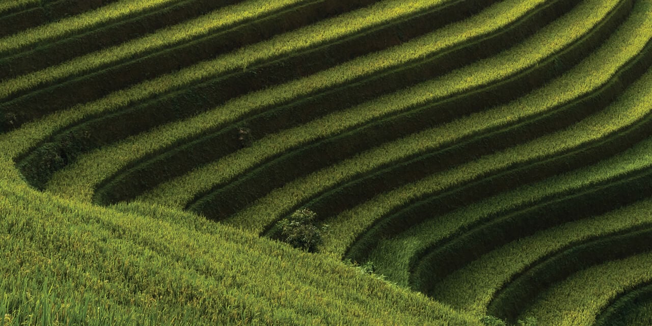 Closeup photo of stepped fields