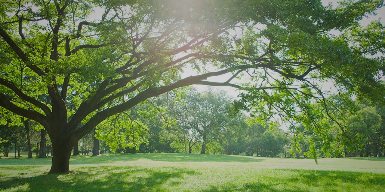 A tree in a grassy field backlit by the afternoon sun