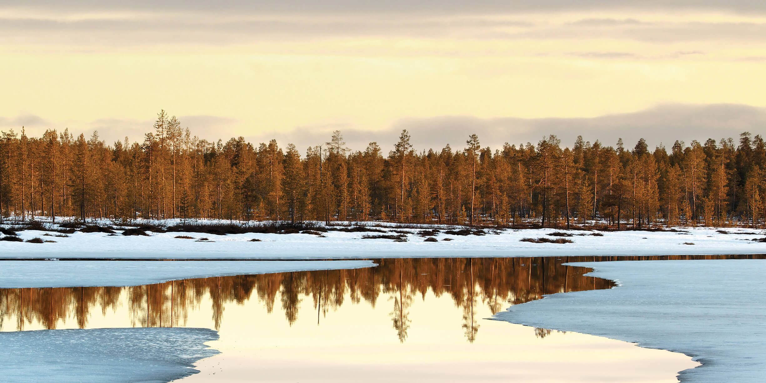 A line of trees reflect golden light behind a lake with melting ice and snow