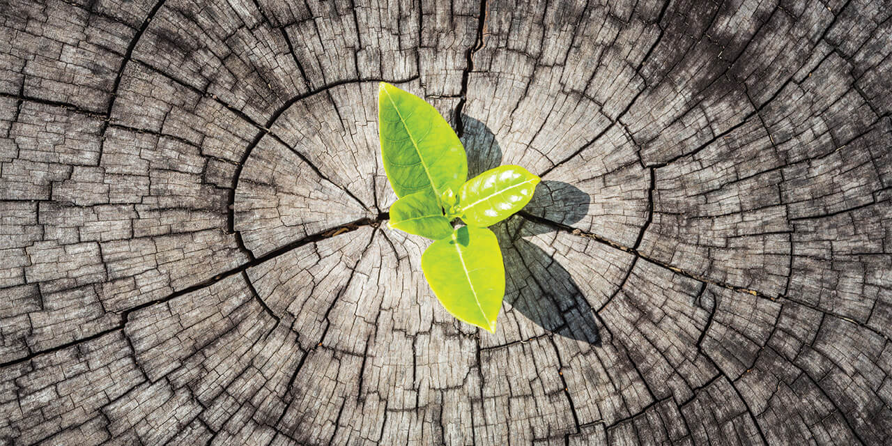 Small leaves of a sapling sprouting out of an old tree stump